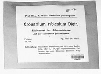 Cronartium ribicola image